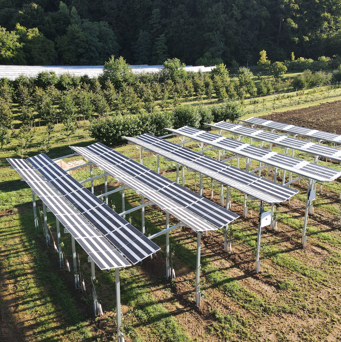 Solarmodule Agri PV über Süßkirschen im Landkreis Forchheim